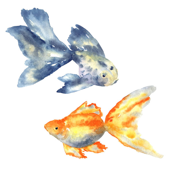 Schöne blaue Fische mit großer Flosse und Goldfischen. Handgezeichnete Aquarell-Vektorillustration. Isoliert auf weißem Hintergrund. - Vektor, Bild