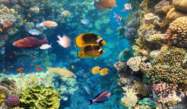 Pillangó hal a természetes környezetben. Víz alatti színes halak a vörös-tengeri korallzátonynál. Kék víz a Ras Muhammad Nemzeti Park Sinai, Egyiptom - Fotó, kép