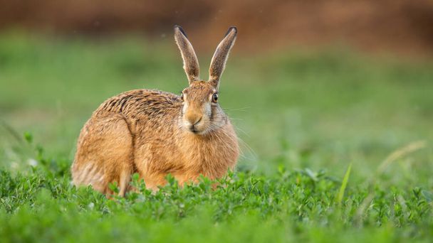 Коричневый заяц смотрит с поля клевера в весеннюю природу - Фото, изображение