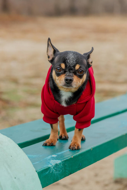 Haustier Chihuahua geht auf der Straße spazieren. Chihuahua-Hund für einen Spaziergang. Hund geht im Herbst im Park spazieren - Foto, Bild