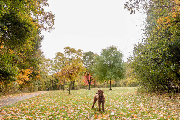  Μινιατούρα σκυλί Goldendoodle στο πάρκο - Φωτογραφία, εικόνα