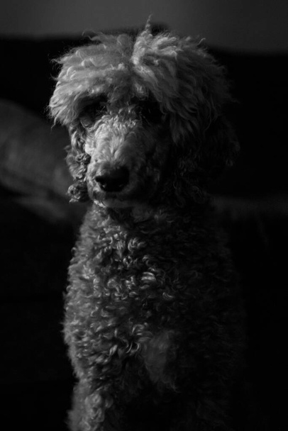 ΠΟΡΤΑ ΤΟΥ Miniature Goldendoodle σκυλί - Φωτογραφία, εικόνα