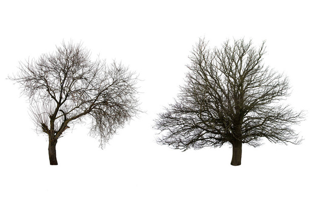 dos árboles aislados sobre fondo blanco - Foto, imagen