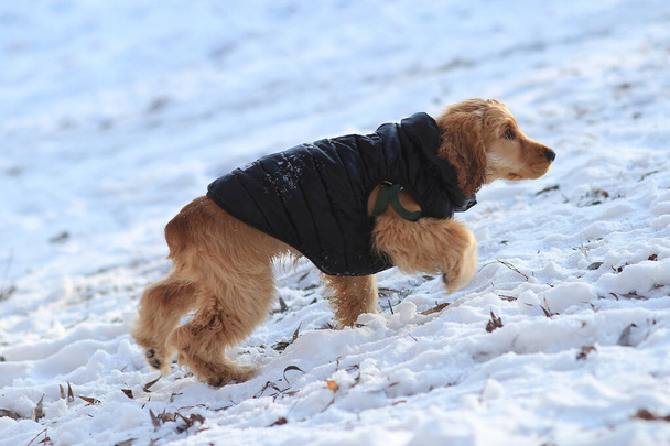 perro huele deliciosa comida en la nieve - Foto, imagen