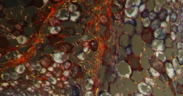 simulacro de tallo de arbusto naranja en tejido Darkfield bajo el microscopio 100x - Metraje, vídeo