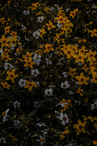 kaunis luonnollinen valkoinen ja keltainen kukkia - Valokuva, kuva