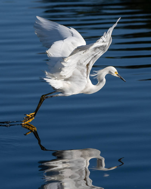 Profil prawej strony pełen wdzięku i piękna Snowy White Egret ptak rozwinął skrzydła podczas odbijania powierzchni stawu lagunowego ze stopami. - Zdjęcie, obraz
