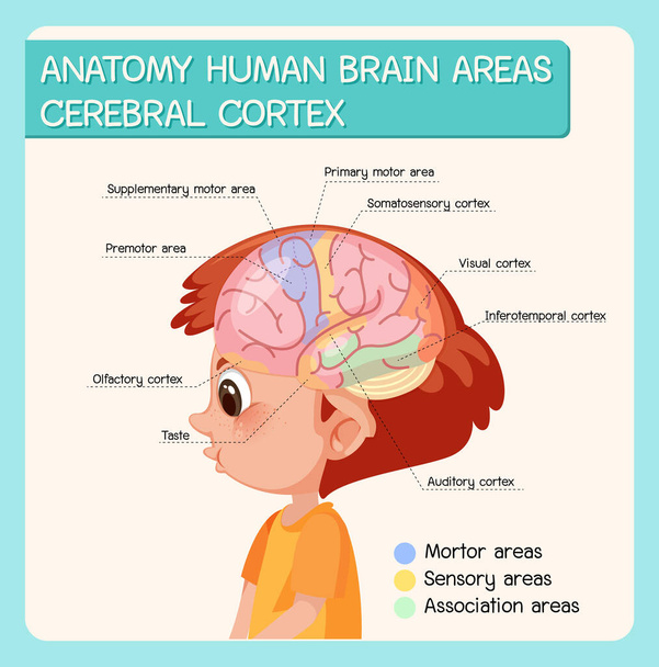 Анатомия области головного мозга человека кора головного мозга с ярлыком иллюстрации - Вектор,изображение