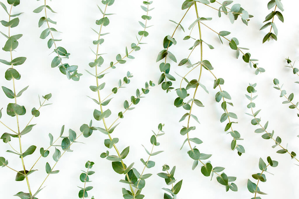 Fondo, Textura hecha de hojas de eucalipto verde. Piso tendido, vista superior - Foto, imagen