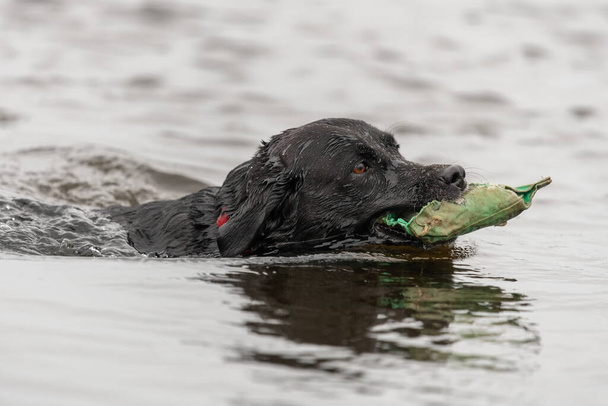 Tiro na cabeça de um Labrador preto recuperando um boneco de treinamento da água - Foto, Imagem