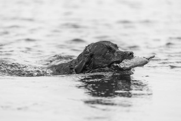 Prise de vue d'un Labrador noir récupérant un mannequin d'entraînement de l'eau - Photo, image