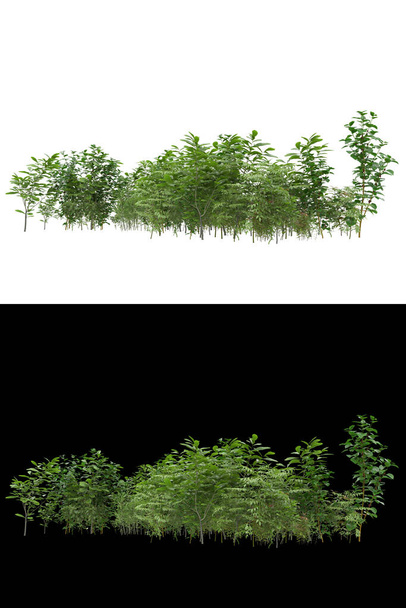 Pach of grass isolated on background with mask. 3d rendering - illustration - Photo, Image