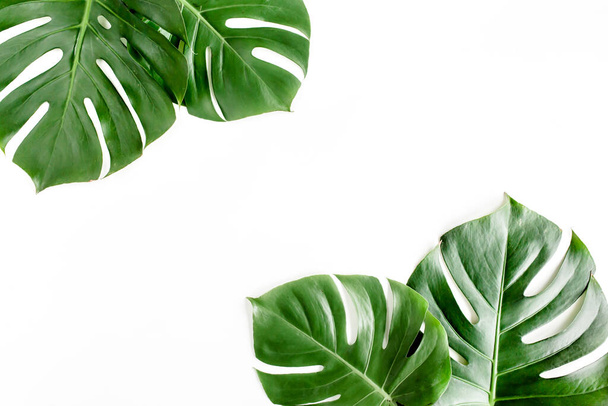 Tropical palm leaves Monstera on white background. Flat lay, top view. - Valokuva, kuva