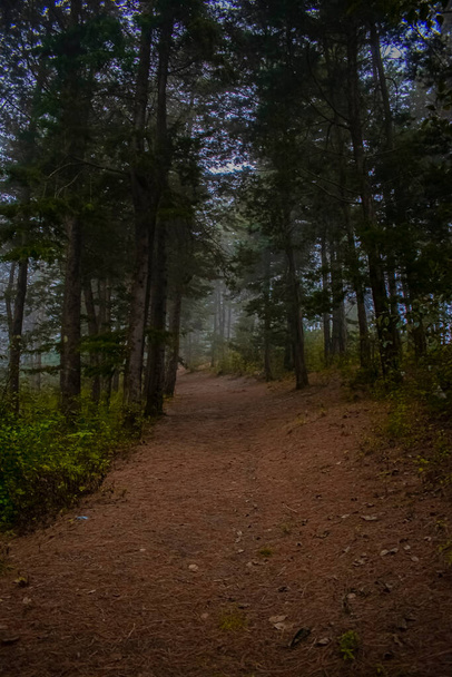 camino en medio del bosque oscuro - Foto, Imagen