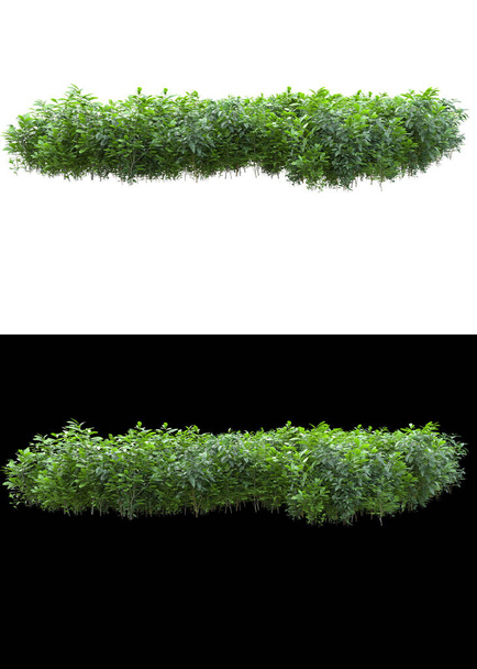Laub mit grünen Blättern und Blüten isoliert auf weißem und schwarzem Hintergrund für Banner. 3D-Darstellung - Illustration - Foto, Bild