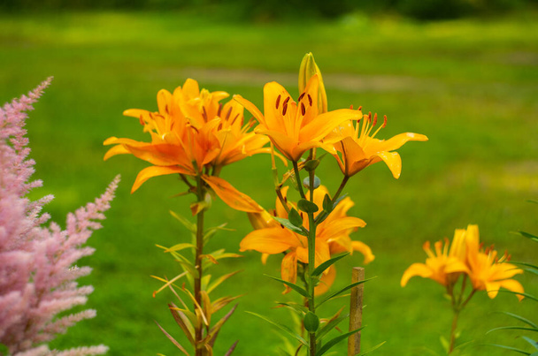 Lirios naranjas en un jardín verde. Flores de verano - Foto, Imagen