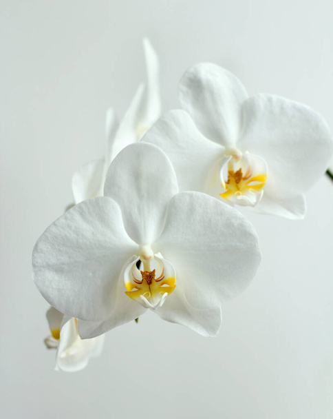 白を基調とした白い蘭の花 - 写真・画像