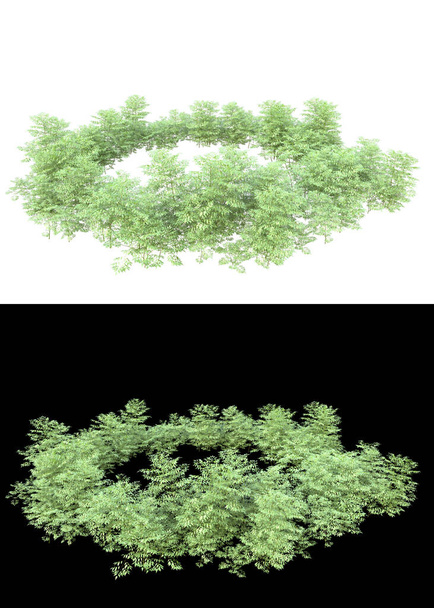 Fogliame con foglie verdi e fiori isolati su sfondo bianco e nero per striscioni. rendering 3d - illustrazione - Foto, immagini