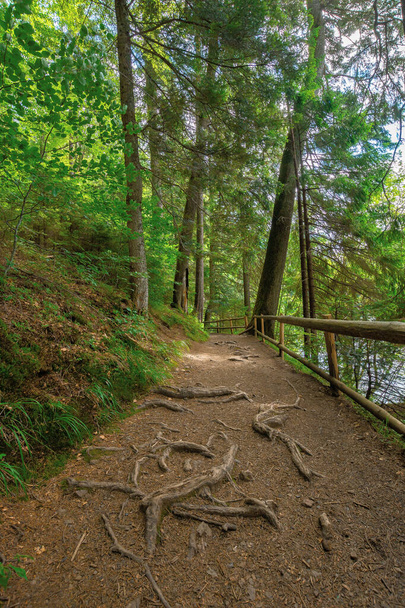 trail through forest in summertime. trees an fence along the path. roots stick from the ground. nature travel concept, explore the wilderness - Foto, imagen