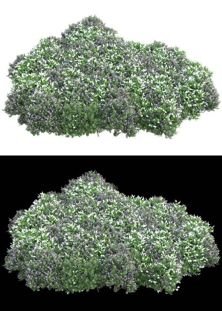 Follaje con hojas verdes y flores aisladas sobre fondo blanco y negro para pancartas. representación 3d - ilustración - Foto, imagen