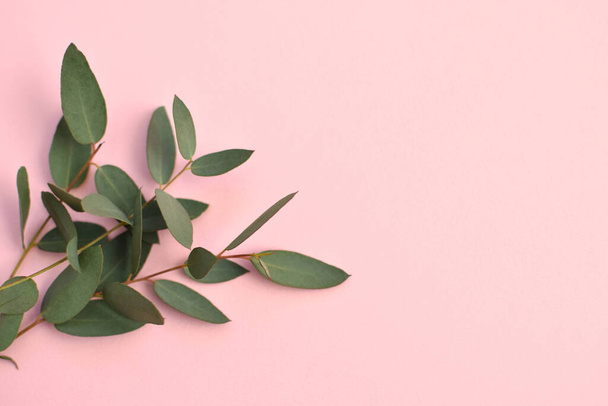 Eucalyptus branches on pink background Flat lay, top view.	 - 写真・画像