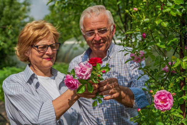 Starszy szczęśliwy uśmiechnięty mężczyzna i kobieta trzymający róże w słoneczny dzień. Wiosenne i letnie ogrodnictwo. - Zdjęcie, obraz