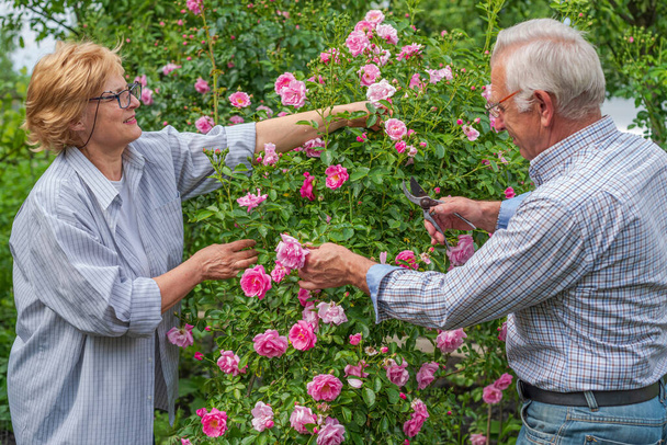 Ηλικιωμένοι χαρούμενοι χαμογελαστοί άντρες και γυναίκες έκοψαν τριαντάφυλλα σε μια ηλιόλουστη μέρα. Άνοιξη και καλοκαίρι κηπουρική. - Φωτογραφία, εικόνα