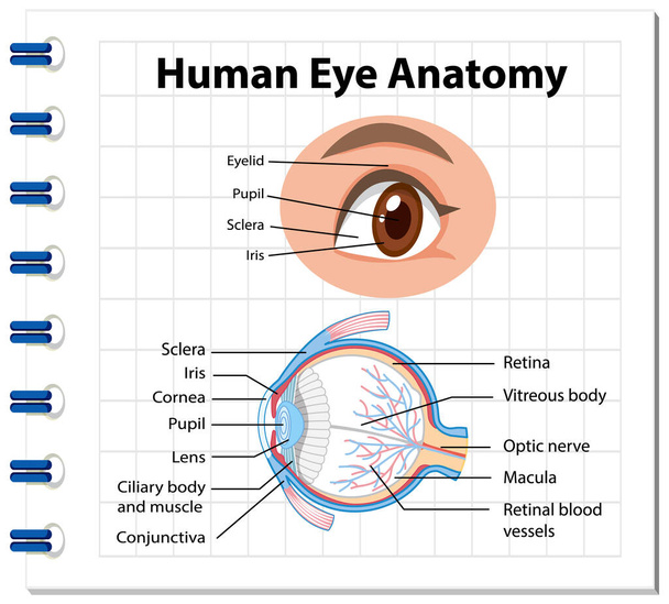 Diagrama de anatomía ocular humana con ilustración de etiquetas - Vector, Imagen