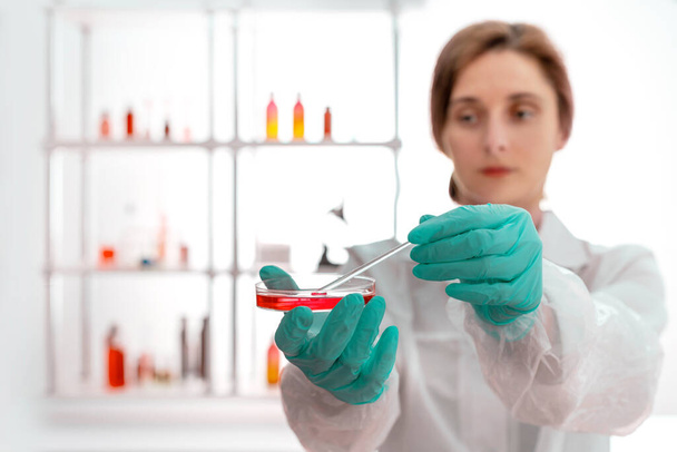 Asystent laboratoryjny wykonuje szczepienia bakteriologiczne w szalce Petriego ze szklanym kijem. Skup się na rękach.. - Zdjęcie, obraz