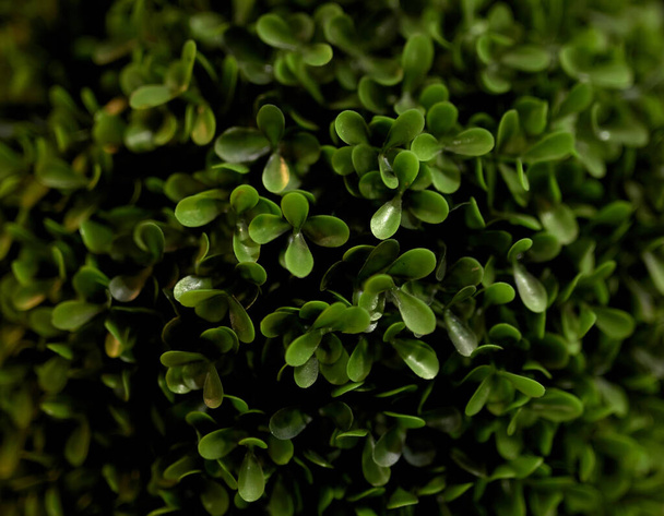 detalhe close-up de um pote com uma planta de buxo de cor verde intensa - Foto, Imagem