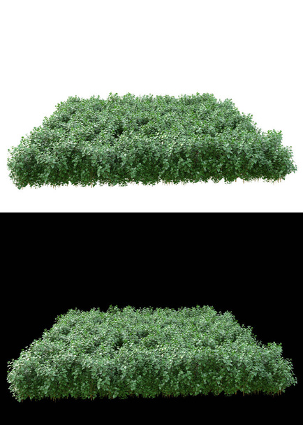Pole trawy górskiej izolowane na białym i czarnym tle dla transparentów. 3d renderowanie - ilustracja - Zdjęcie, obraz