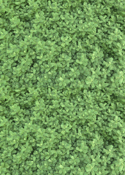 Горное травяное поле изолировано на белом и черном фоне для баннеров. 3D рендеринг - иллюстрация - Фото, изображение