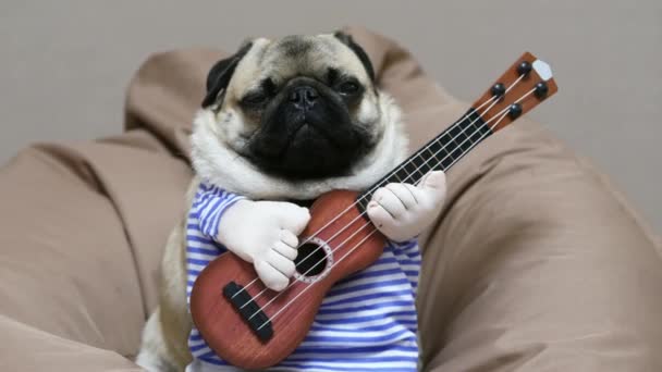 Cachorro divertido perro con una guitarra en un traje bosteza, sentado en una bolsa de silla, interior. - Imágenes, Vídeo