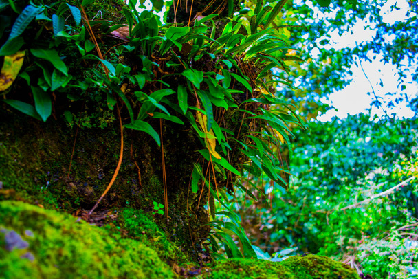 hermosa hoja verde con musgo en el tronco con los árboles de fondo - Foto, imagen