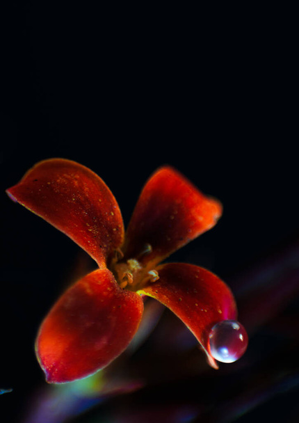 Es una flor nativa del sudeste asitico que crece agresivamente. - Foto, Bild