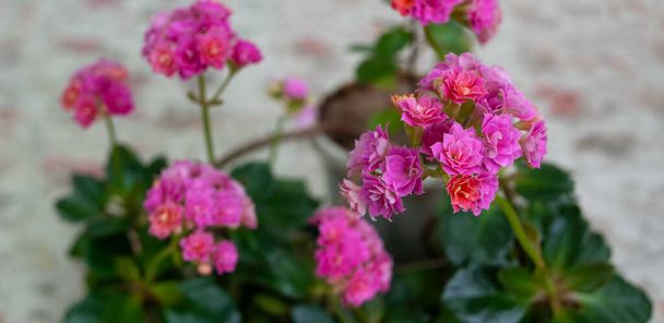 Bright pink flowers kalanchoe home plant. - Photo, Image