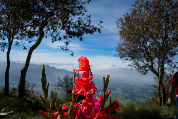 Beyaz bulutlu arka plan ağaçlı kırmızı çiçek - Fotoğraf, Görsel