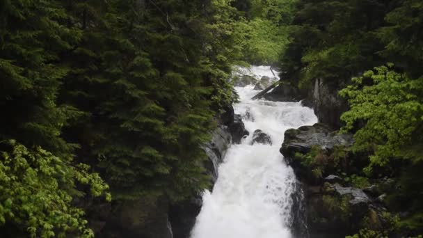 Ruscello della foresta che scorre sopra rocce muschiose. Piccola cascata fluviale nel verde dei boschi estivi - Filmati, video