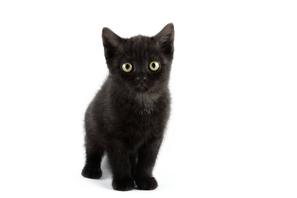 Pequeno preto britânico Shorthair gatinho isolado no fundo branco. - Foto, Imagem
