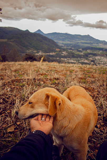 yellow dog with background valley with mountains far away - Photo, Image