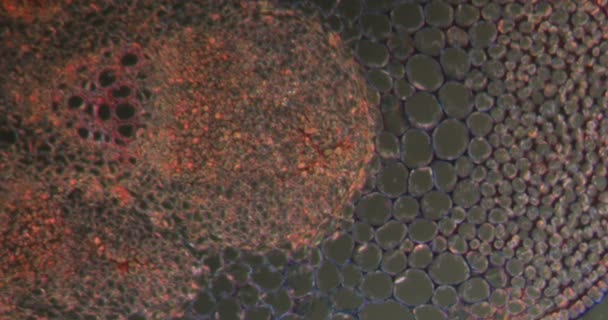 tige de bardane dans le tissu Darkfield sous le microscope 100x - Séquence, vidéo