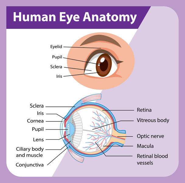 Schéma anatomie lidského oka s ilustrací štítku - Vektor, obrázek