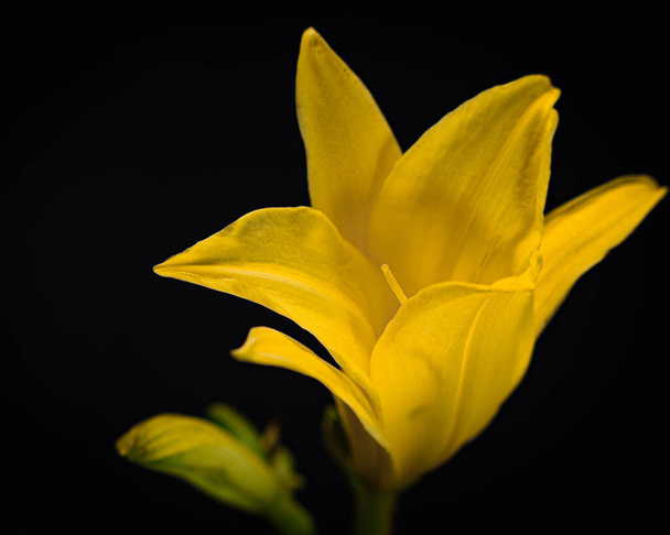 Lirio de da amarillo flor decorativa y de vivos colores, tambin conocida con el nombre de Azucena amarilla. - Φωτογραφία, εικόνα