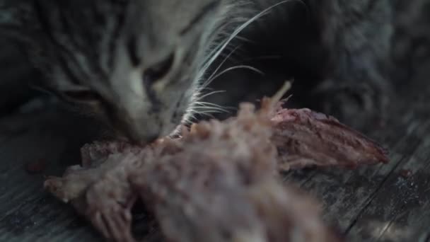 Rua sem-teto gatinho cinza selvagem come carne com apetite no chão, na rua, nas escadas perto da casa - Filmagem, Vídeo