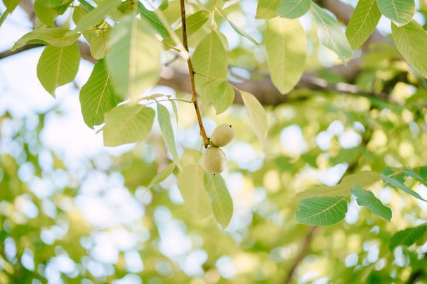 Deux fruits de noix en écorce verte sur une branche d'arbre parmi le feuillage. - Photo, image