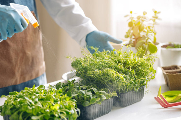 Microgreen sprouts healthy food growing for sale - Фото, зображення