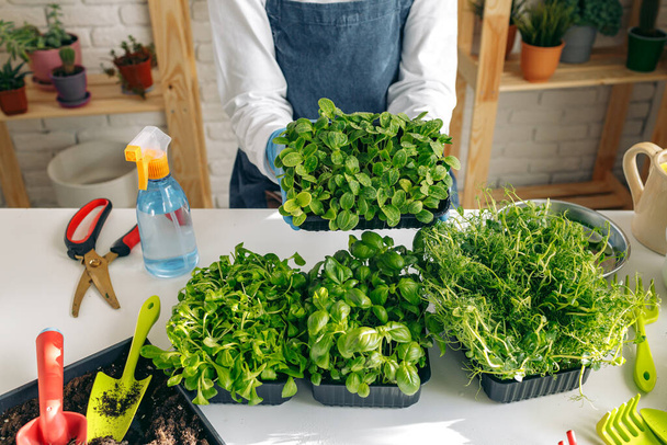 Unrecognizable gardener growing microgreens indoors close up - Fotografie, Obrázek