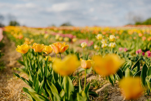 Żółte tulipany kwitnące na polu na farmie plantacji kwiatów w Holandii - Zdjęcie, obraz