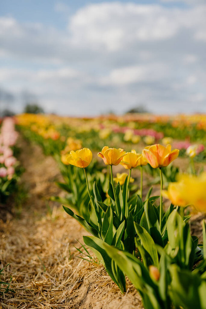 オランダのフラワープランテーション農場で畑に咲く黄色のチューリップ - 写真・画像