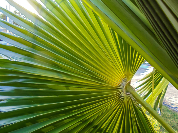 Тропічна пальма зелене листя з сонячним світлом фото
 - Фото, зображення